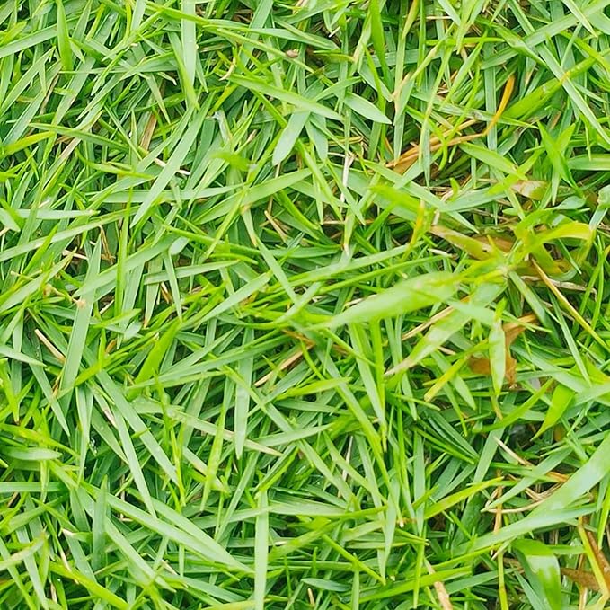 Zoysia Grass Seeds – Premium Turf Grass for Lawns, Golf Courses & Landscaping - Image 3