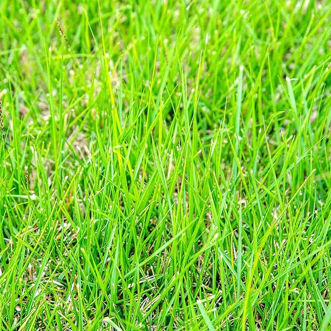 Zoysia Grass Seeds – Premium Turf Grass for Lawns, Golf Courses & Landscaping - Image 4