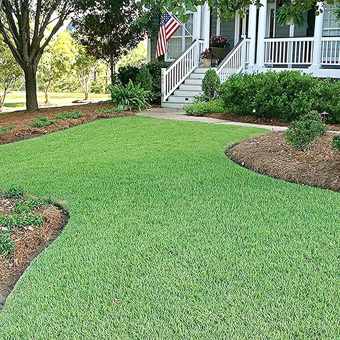 Zoysia Grass Seeds – Premium Turf Grass for Lawns, Golf Courses & Landscaping - Image 5