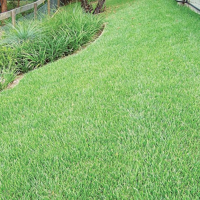 Zoysia Grass Seeds – Premium Turf Grass for Lawns, Golf Courses & Landscaping - Image 6