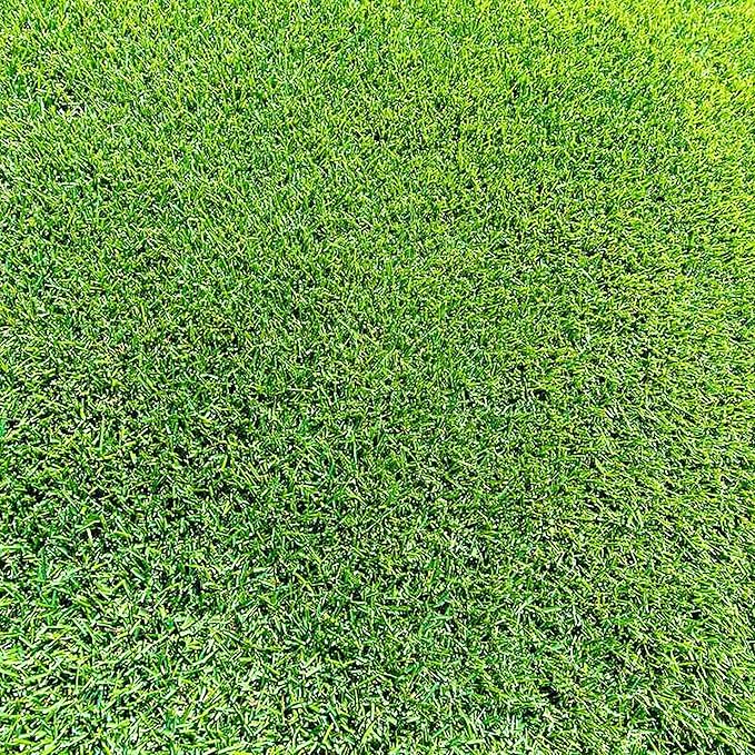 Zoysia Grass Seeds – Premium Turf Grass for Lawns, Golf Courses & Landscaping - Image 7