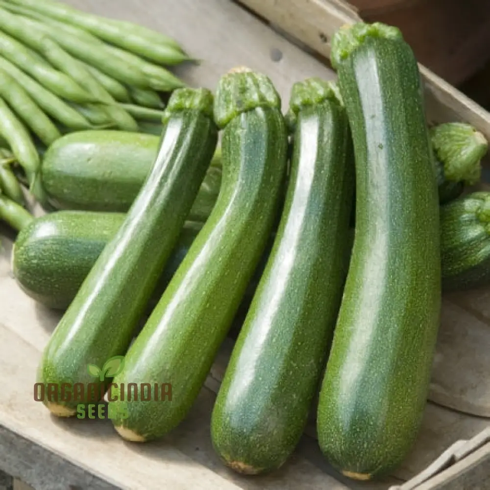 Green Zucchini Blossom Seeds - Grow Beautiful and Edible Zucchini Flowers in Your Garden - Image 3