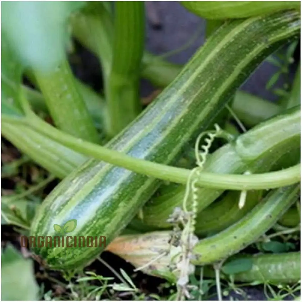 Zucchini Courgette Safari Vegetable Seeds, Cultivate a Bountiful Harvest of Delicious and Nutritious Zucchini - Image 3