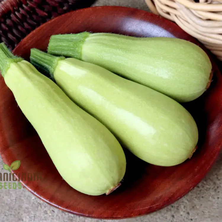 Zucchini - Grey (Lebanese) Seeds for Planting - Premium Quality Gardening Seeds - Image 3