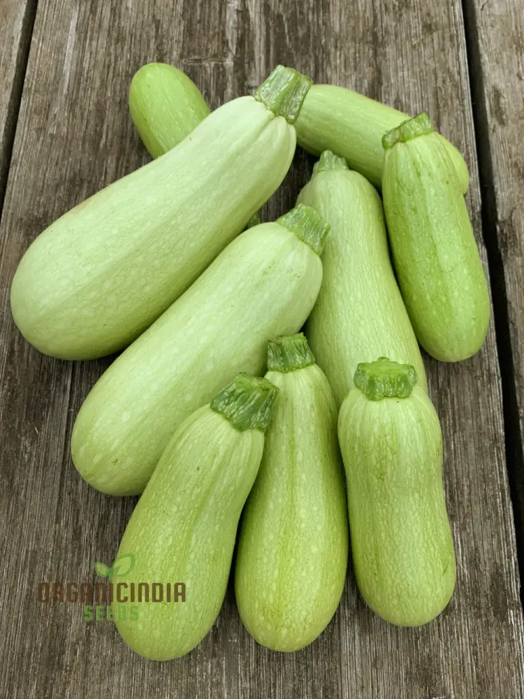 Zucchini - Grey (Lebanese) Seeds for Planting - Premium Quality Gardening Seeds - Image 4
