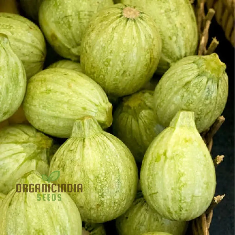 Zucchini - Ronde De Nice Seeds for Planting, Gardening - Premium Quality Organic Heirloom Vegetable Seeds