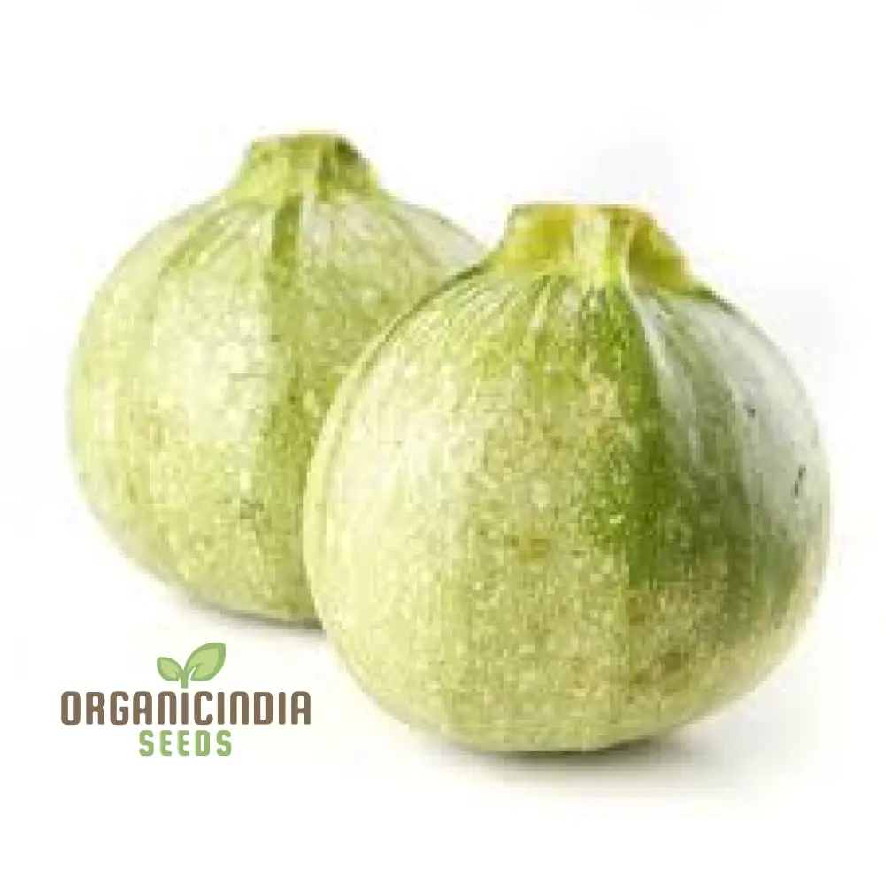 Zucchini - Ronde De Nice Seeds for Planting, Gardening - Premium Quality Organic Heirloom Vegetable Seeds - Image 3