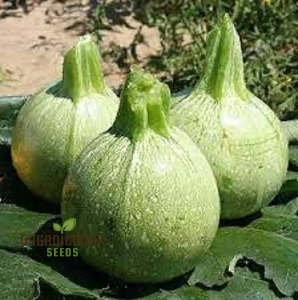 Zucchini - Ronde De Nice Seeds for Planting, Gardening - Premium Quality Organic Heirloom Vegetable Seeds - Image 4