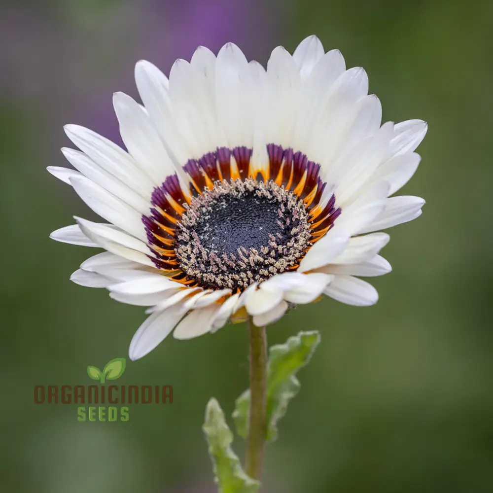 Zulu Prince Daisy Seeds - Grow Majestic Zulu Prince Daisies for a Royal Garden Display