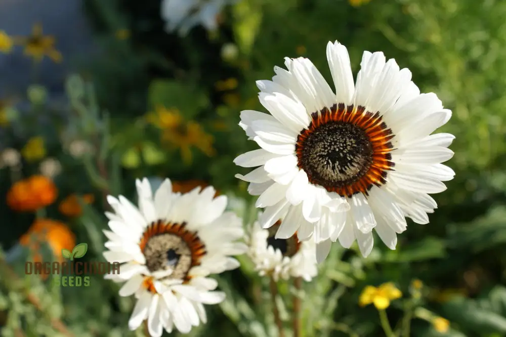 Zulu Prince Daisy Seeds - Grow Majestic Zulu Prince Daisies for a Royal Garden Display - Image 3