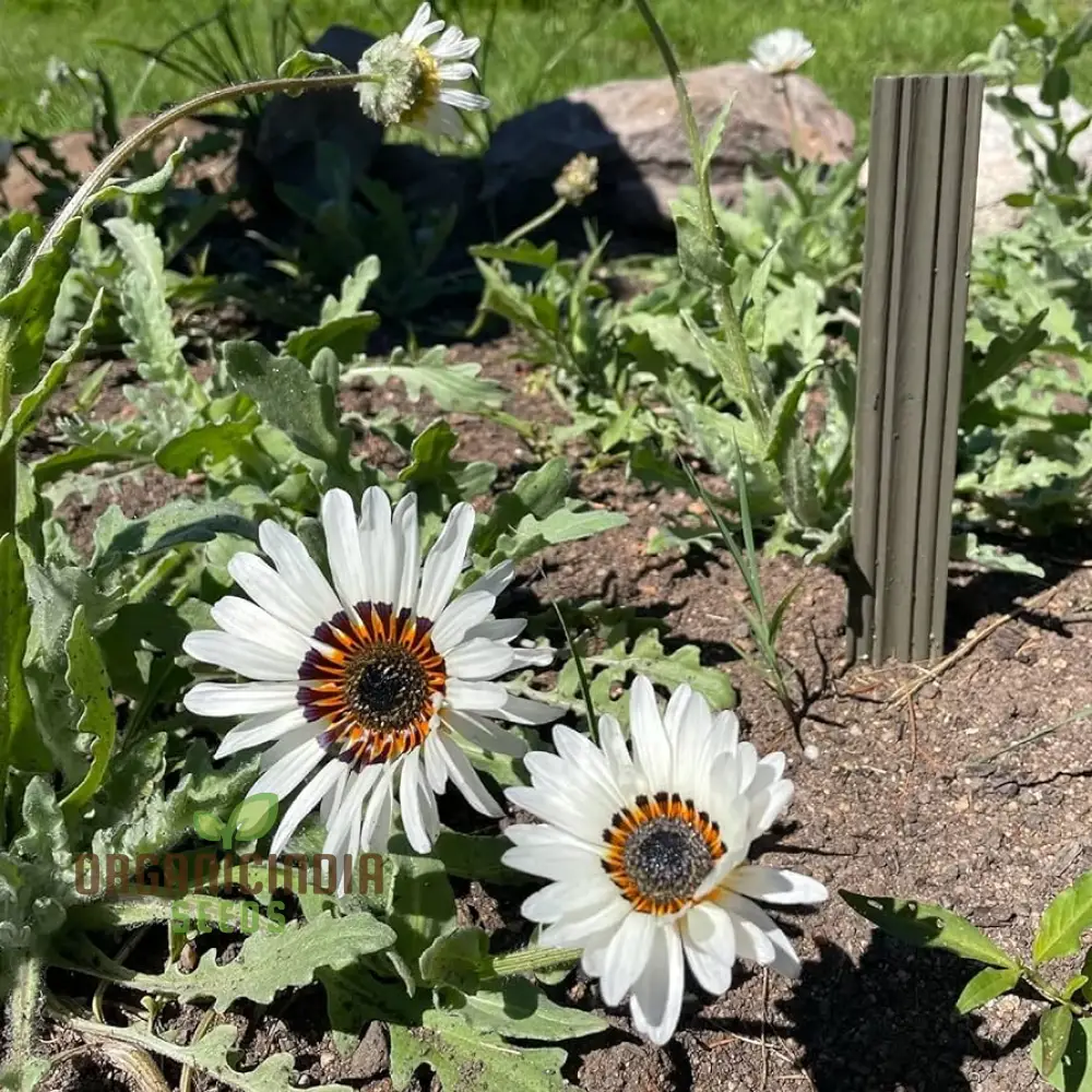 Zulu Prince Daisy Seeds - Grow Majestic Zulu Prince Daisies for a Royal Garden Display - Image 4