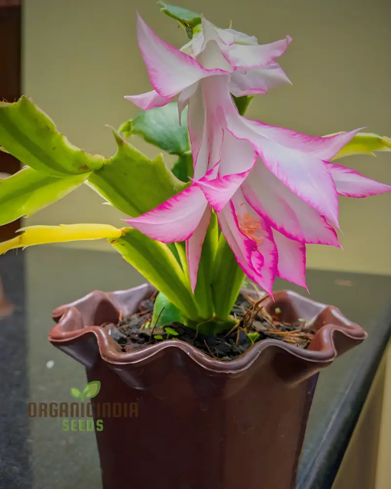 Zygocactus Schlumbergera Seeds for Planting - 100 pcs
