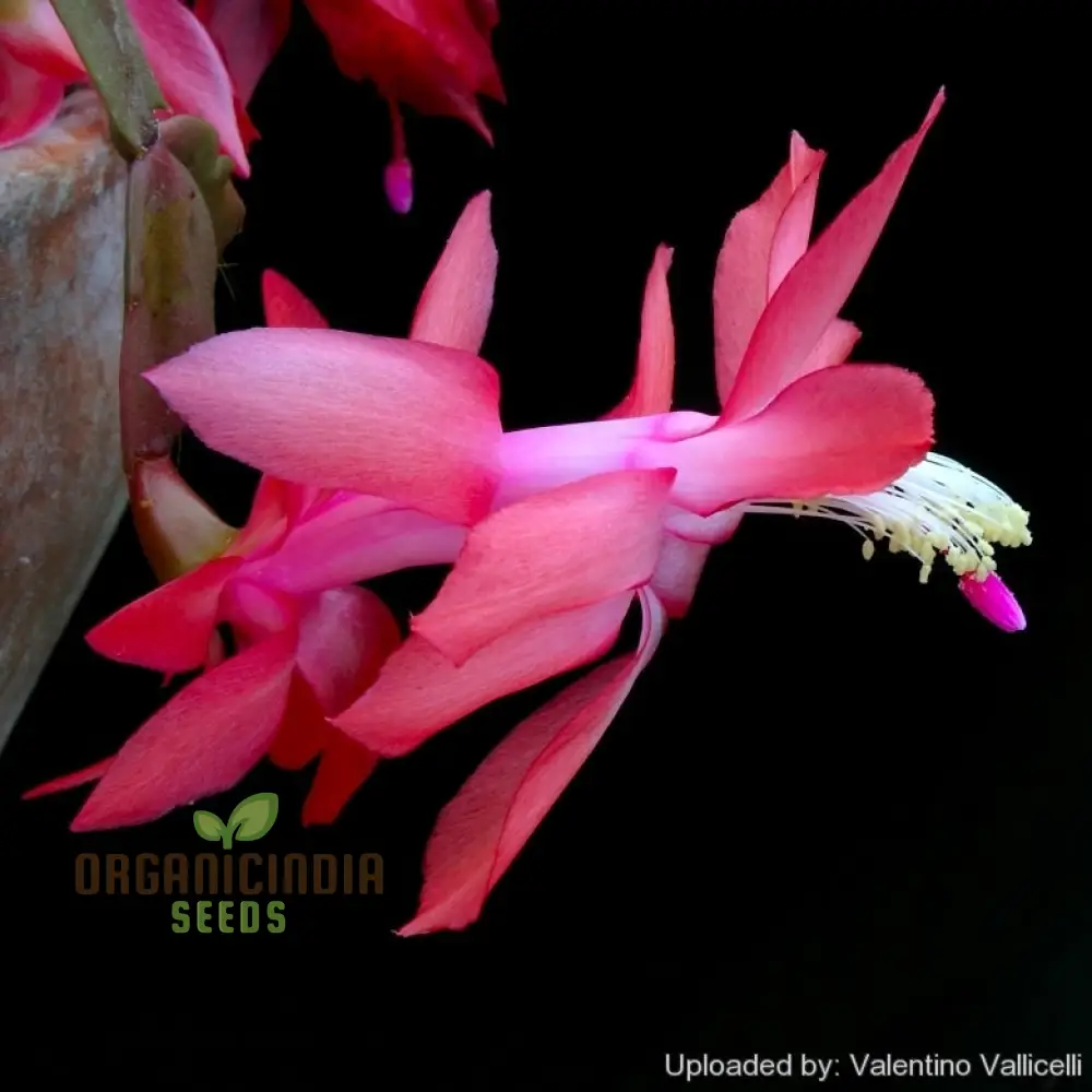 Zygocactus Schlumbergera Seeds for Planting - 100 pcs - Image 3