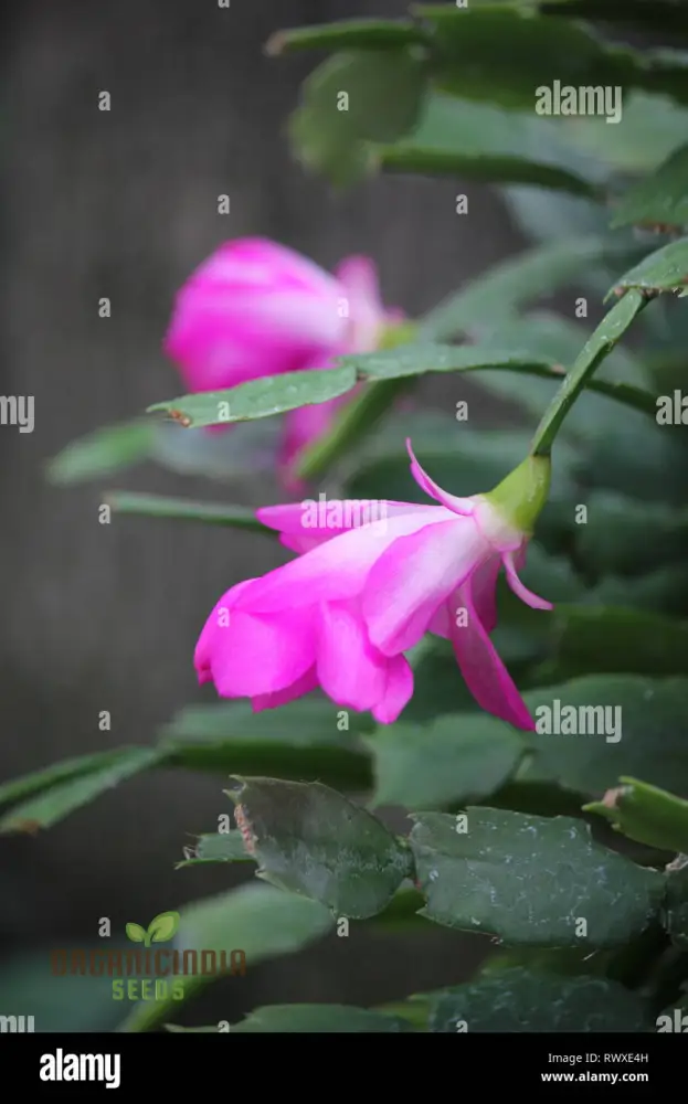 Zygocactus Schlumbergera Seeds for Planting - 100 pcs - Image 4