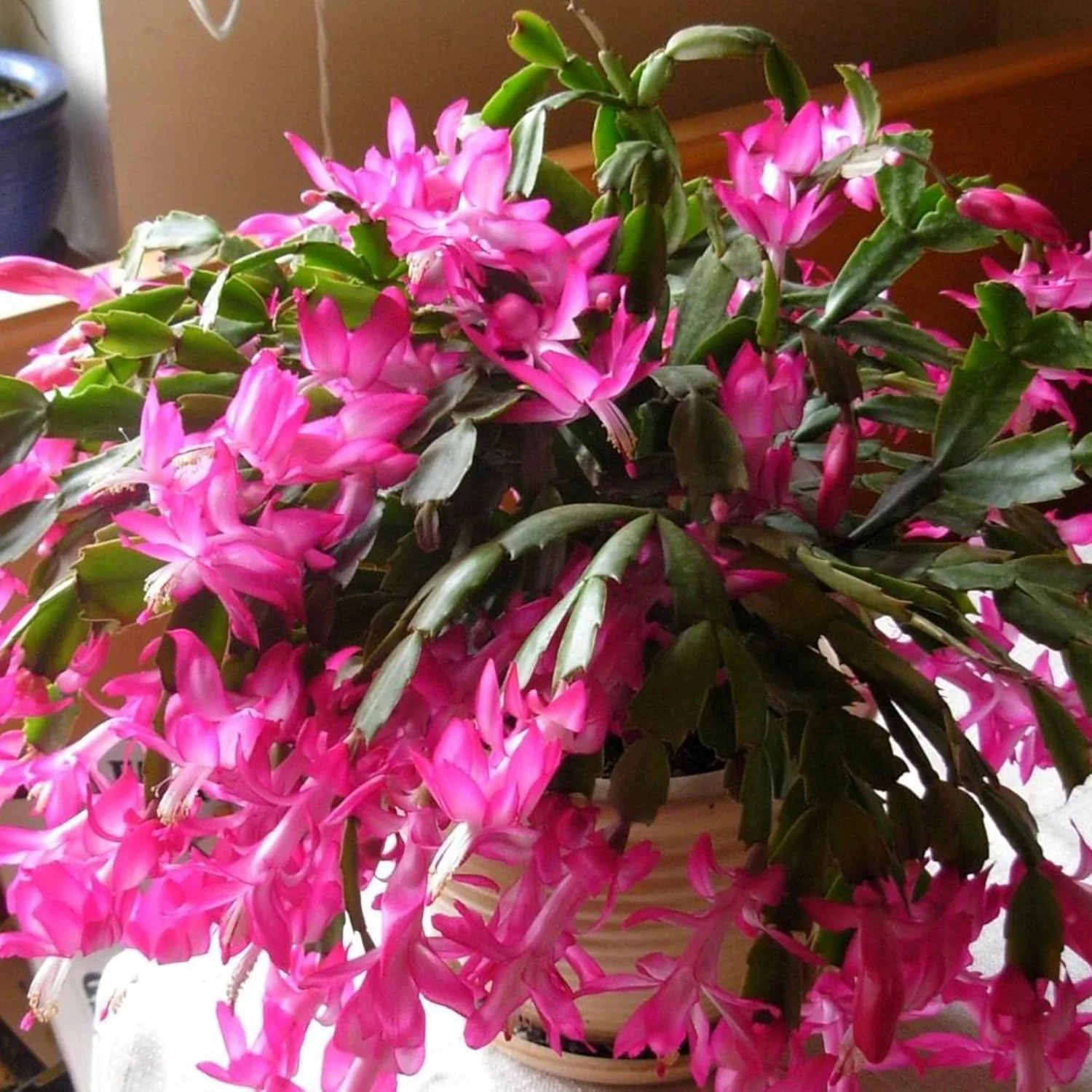 Zygocactus Seeds Crab Cactus, Christmas Cactus Ornamental Garden Decor Pots Hanging Baskets Indoor Outdoor Houseplant  Flower Seeds - Image 3