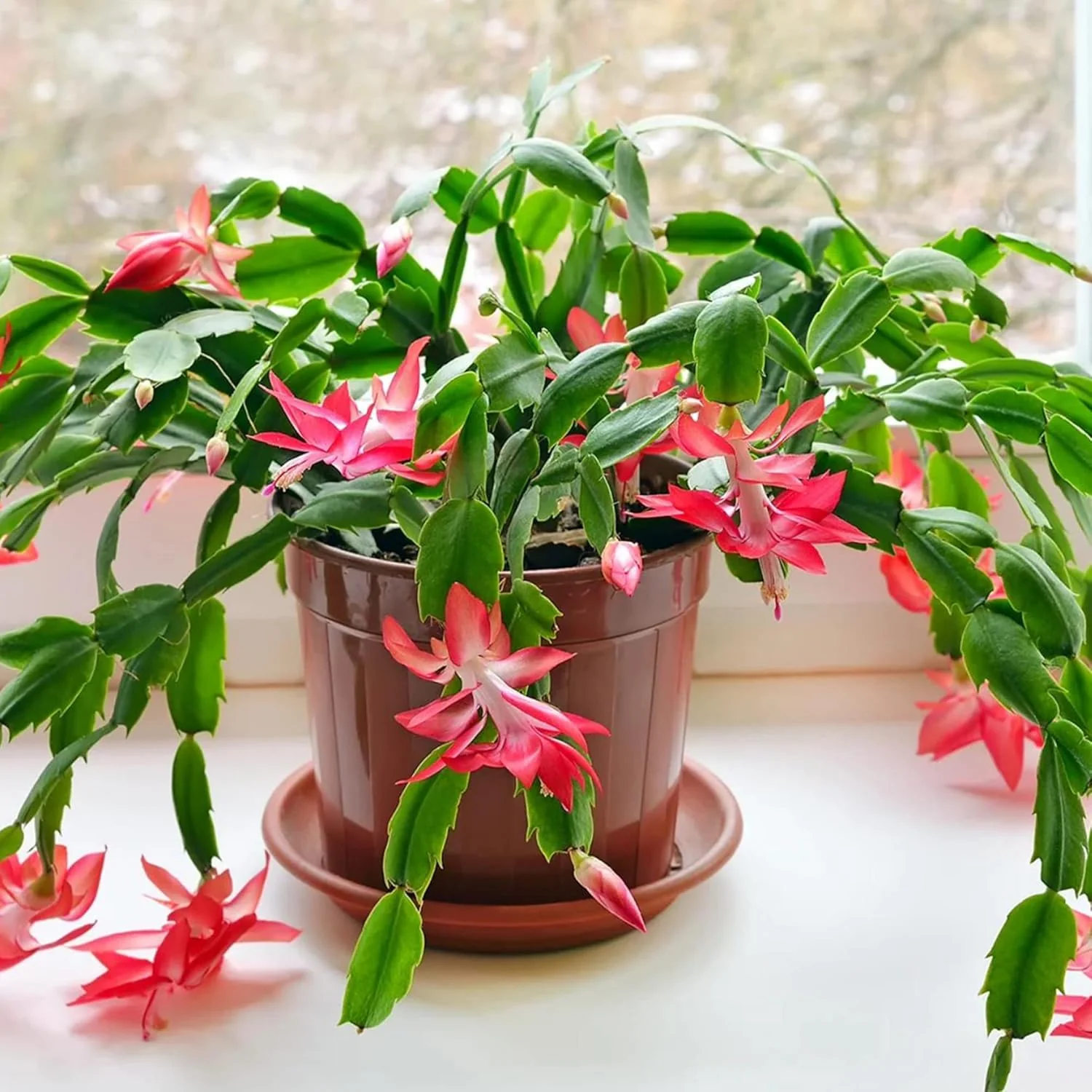 Zygocactus Seeds Crab Cactus, Christmas Cactus Ornamental Garden Decor Pots Hanging Baskets Indoor Outdoor Houseplant  Flower Seeds - Image 4