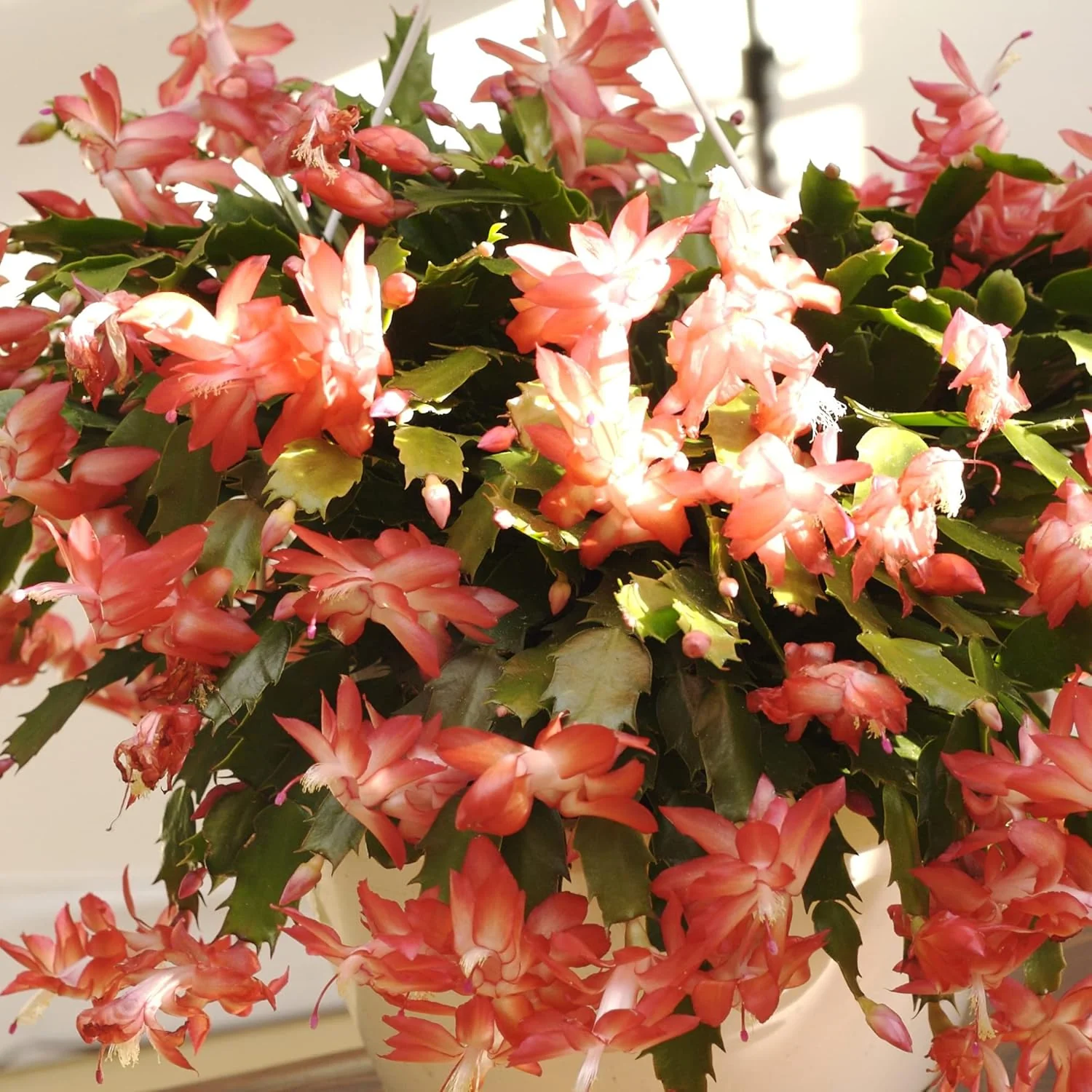 Zygocactus Seeds Crab Cactus, Christmas Cactus Ornamental Garden Decor Pots Hanging Baskets Indoor Outdoor Houseplant  Flower Seeds - Image 5