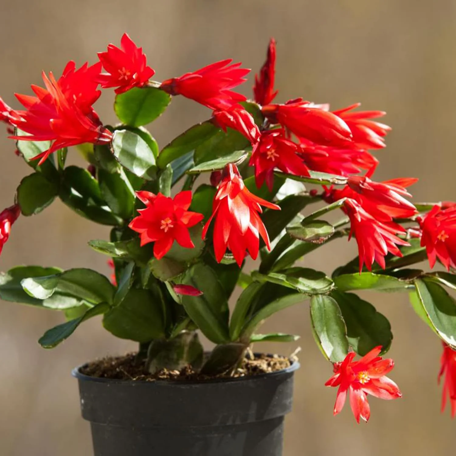 Zygocactus Seeds Crab Cactus, Christmas Cactus Ornamental Garden Decor Pots Hanging Baskets Indoor Outdoor Houseplant  Flower Seeds - Image 6