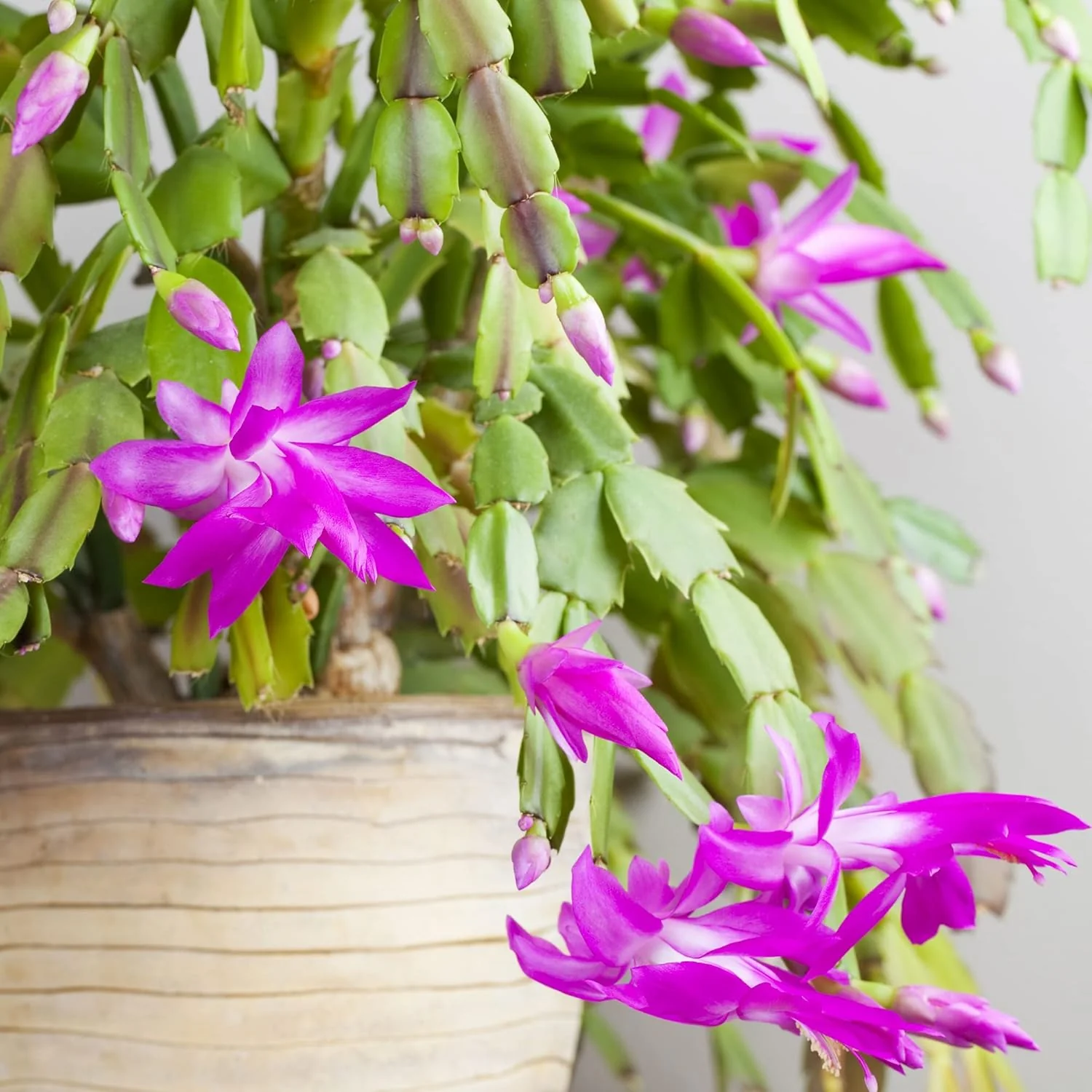 Zygocactus Seeds Crab Cactus, Christmas Cactus Ornamental Garden Decor Pots Hanging Baskets Indoor Outdoor Houseplant  Flower Seeds - Image 7